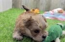 Sweet Morkie Baby