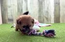 Shih Pom Pup Being Cute