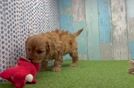 Adorable Cavalier King Charles Spaniel and Poodle Mix Poodle Mix Puppy