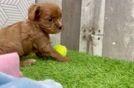 Cavapoo Puppy for Adoption