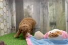 Popular Poodle Purebred Pup