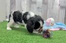 Meet Thomas - our Cavalier King Charles Spaniel Puppy Video
