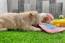 Adorable Maltepoo Poodle Mix Puppy