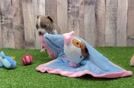 Hypoallergenic Boston Terrier Baby