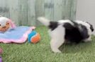 Meet Gump - our Teddy Bear Puppy Video