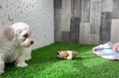 Best Maltipoo Baby