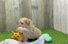 Fluffy Maltipoo Poodle Mix Pup