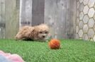 Meet Angelina - our Maltipoo Puppy Video