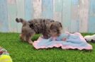 Yorkie Poo Pup Being Cute