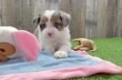 Funny Mini Aussiedoodle Poodle Mix Pup