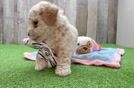 Best Poochon Baby