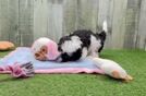 Meet Zeina - our Maltipoo Puppy Video