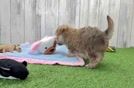 Meet Elmo - our Morkie Puppy Video