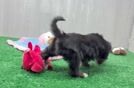Little Yorkie Poodle Mix Poodle Mix Puppy