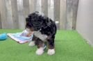 Best Mini Bernedoodle Baby