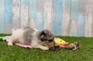 Funny Poodle Purebred Pup