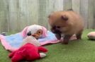 Best Pomeranian Baby