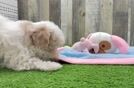 Playful Maltese Poodle Poodle Mix Puppy