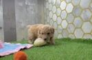 Poochon Puppy for Adoption