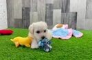 Friendly Maltipoo Baby