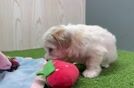 Popular Maltipoo Poodle Mix Pup