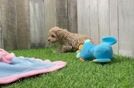 Maltipoo Pup Being Cute