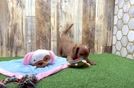 Meet Zee - our Cavapoo Puppy Video