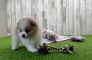 Pomeranian Puppy for Adoption