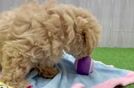 Playful Malt Oodle Poodle Mix Puppy