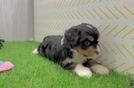 Best Mini Bernedoodle Baby