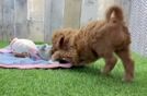 Meet Gavin - our Mini Goldendoodle Puppy Video