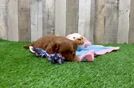 Mini Goldendoodle Puppy for Adoption