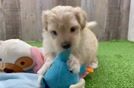 Fluffy Maltipoo Poodle Mix Pup