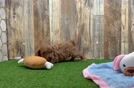 Meet Ivy - our Cavapoo Puppy Video