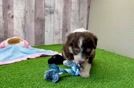 Meet Nico - our Mini Aussiedoodle Puppy Video