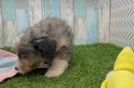 Small Mini Aussiedoodle Baby