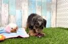 Sweet Mini Bernedoodle Baby
