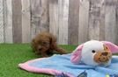 Meet Raphael - our Poodle Puppy Video