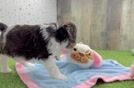 Popular Cavapoo Poodle Mix Pup
