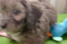 Shih Poo Puppy for Adoption