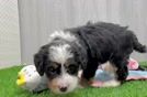 Smart Mini Bernedoodle Poodle Mix Pup