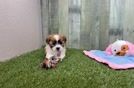 Meet Jazzy - our Teddy Bear Puppy Video