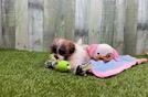 Meet Nala - our Teddy Bear Puppy Video