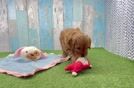 Playful Cavapoodle Poodle Mix Puppy