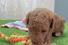 Mini Goldendoodle Puppy for Adoption