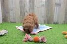Cavapoo Puppy for Adoption