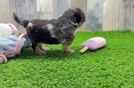 Best Cockapoo Baby