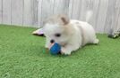 Meet Nora - our Maltipom Puppy Video