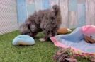 Meet Daily - our Mini Aussiedoodle Puppy Video
