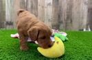 Mini Goldendoodle Puppy for Adoption